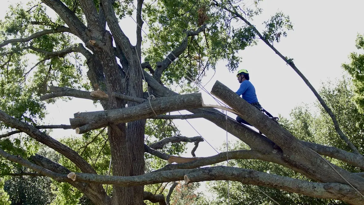 Professional Crown Thinning performed by certified arborists in Mauckport