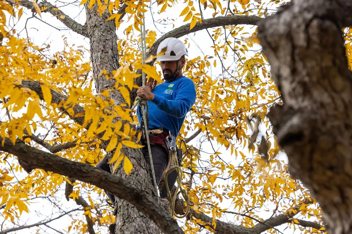 Skilled Tree Pruning crew working in Mauckport